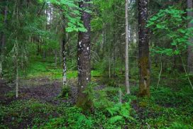 Suppametsä